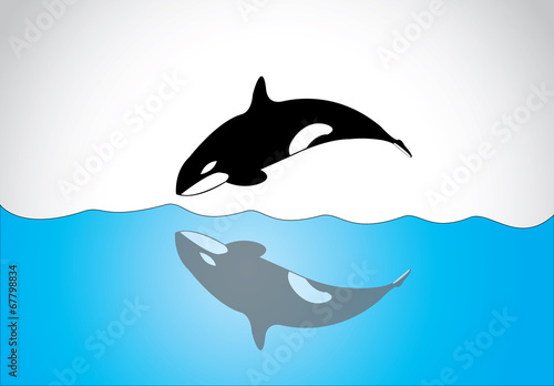 big young happy free killer whale jump out of ocean sea surface