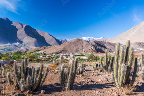 Cactus and Mountains photo
