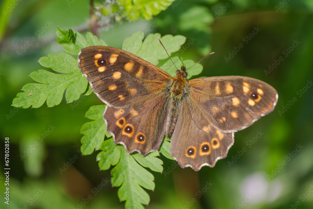 Obraz premium butterflies