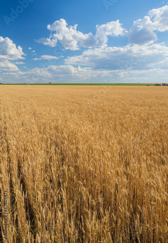 Summer Landscape with Wheat Field