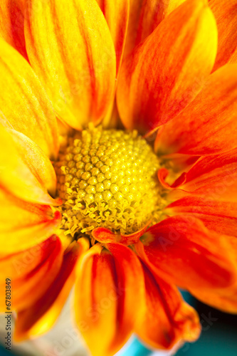 Orange Yellow Flower