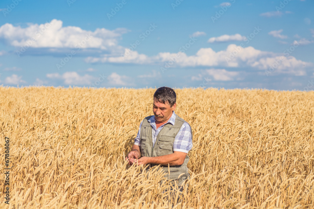 farmer standing in a wheat field farmer standing in a wheat field