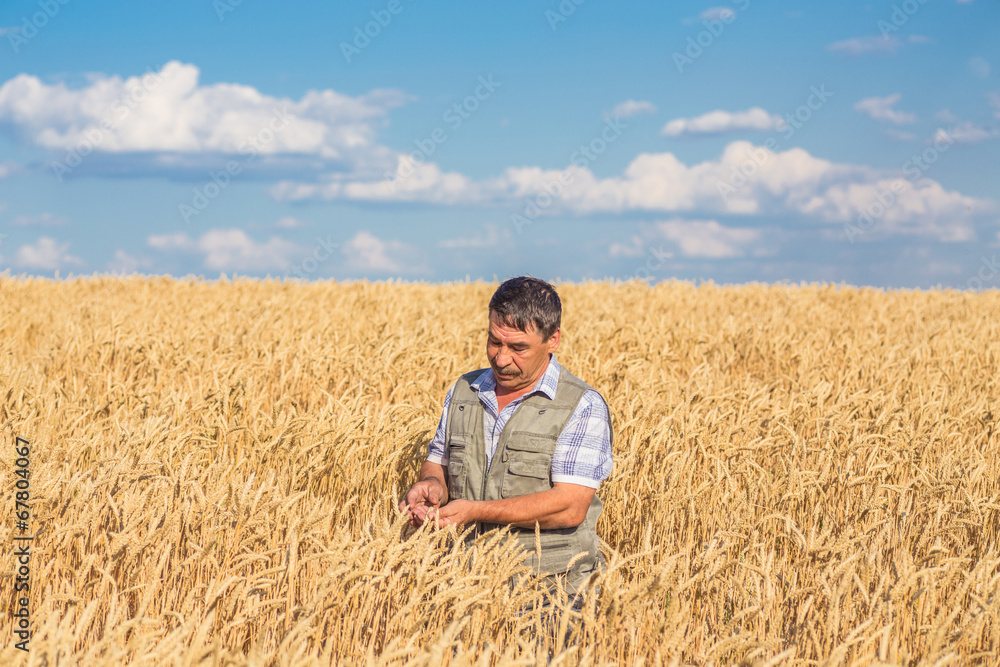 farmer standing in a wheat field