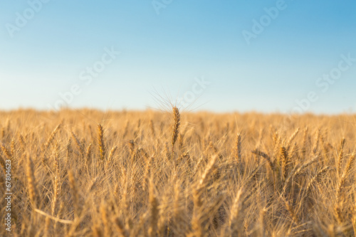 Close up of a wheat field