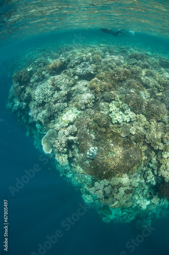 Fototapeta Naklejka Na Ścianę i Meble -  Reef and Snorkeler