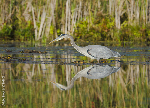 Heron Watching for Dinner