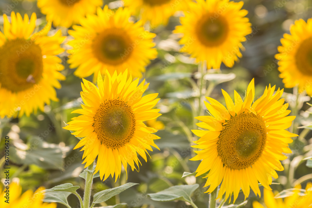 sunflowers