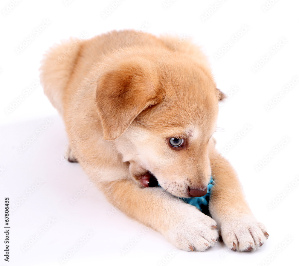 Little cute Golden Retriever puppy, isolated on white Little cute Golden Retriever puppy, isolated on white