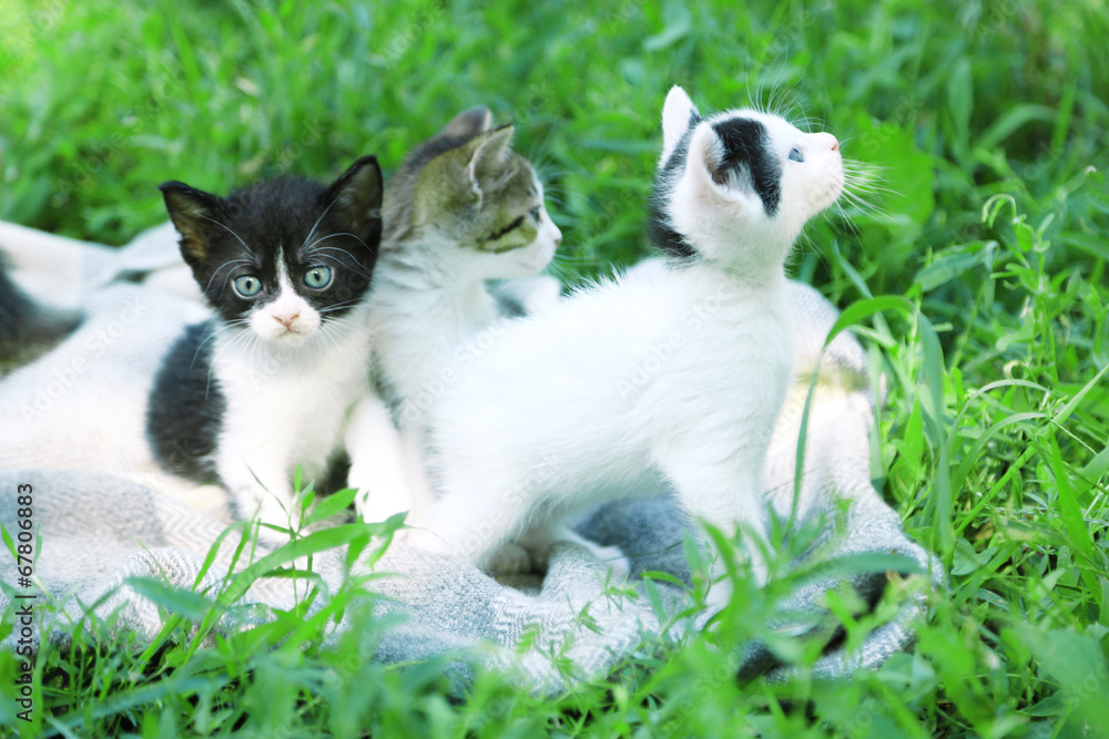 Cute little kittens, outdoors