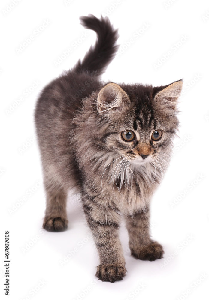 Obraz premium Beautiful kitten isolated on white