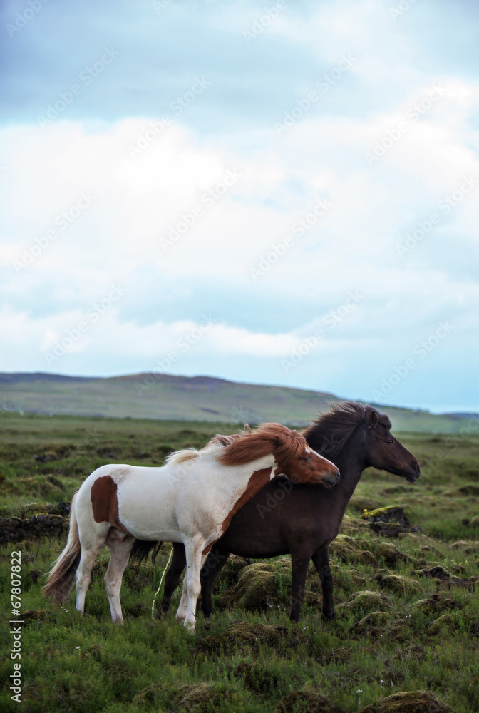 Obraz premium Icelandic Horses