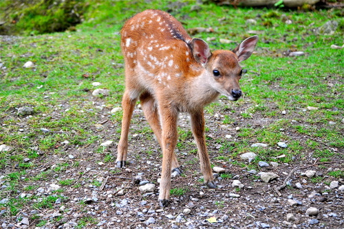 neugieriges Bambi photo