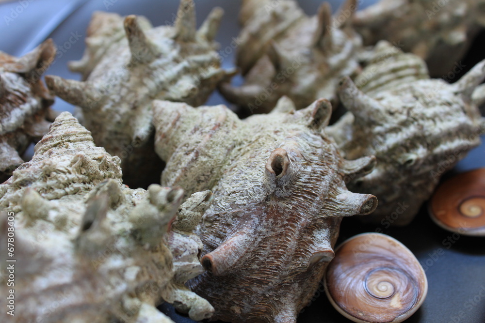 Obraz premium 貝殻