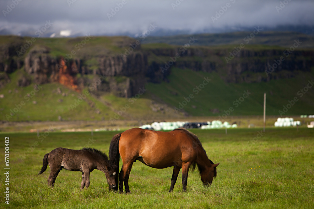 Fototapeta premium Icelandic Horses