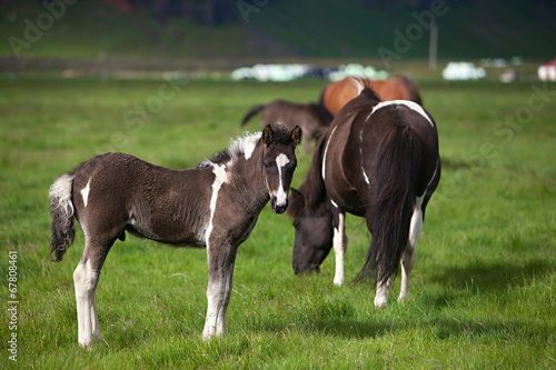 Icelandic Horses © deserttrends