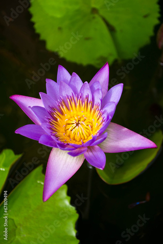 A beautiful waterlily or lotus flower