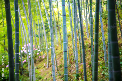 The bamboo forest of Kyoto  Japan