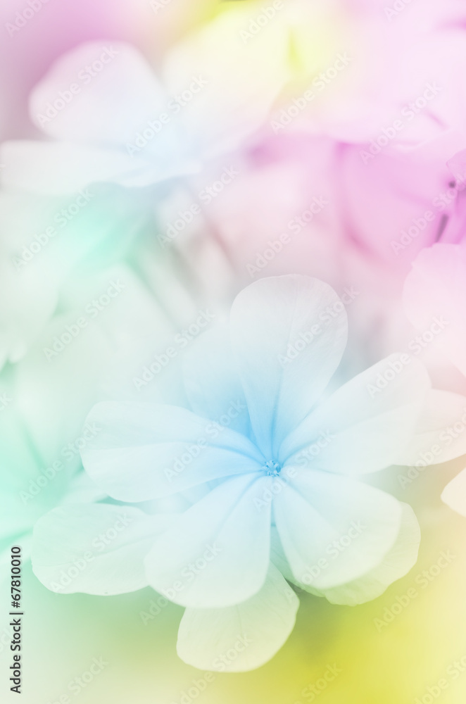 Close-up of Flowers with Soft Focus Color Filtered.