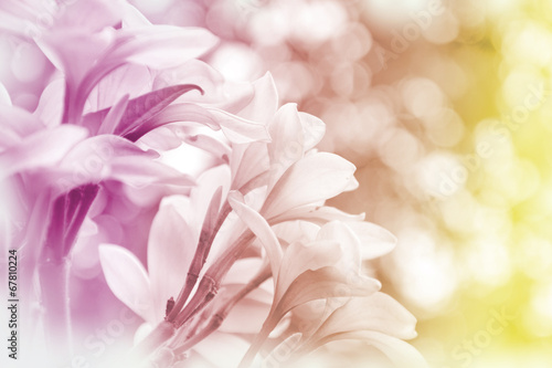 Close-up of Flowers with Soft Focus Color Filtered. © areeya_ann