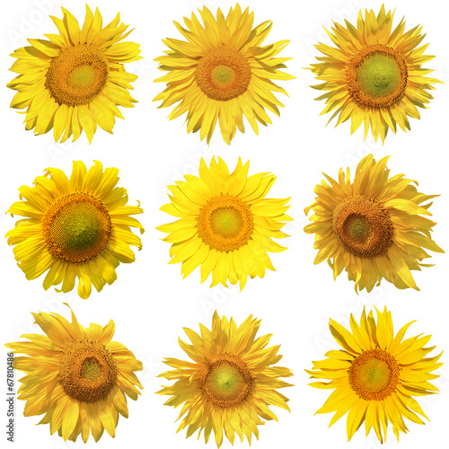 Sunflower collection