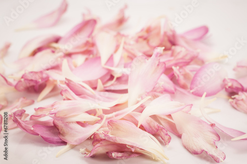 lotus petal on white background