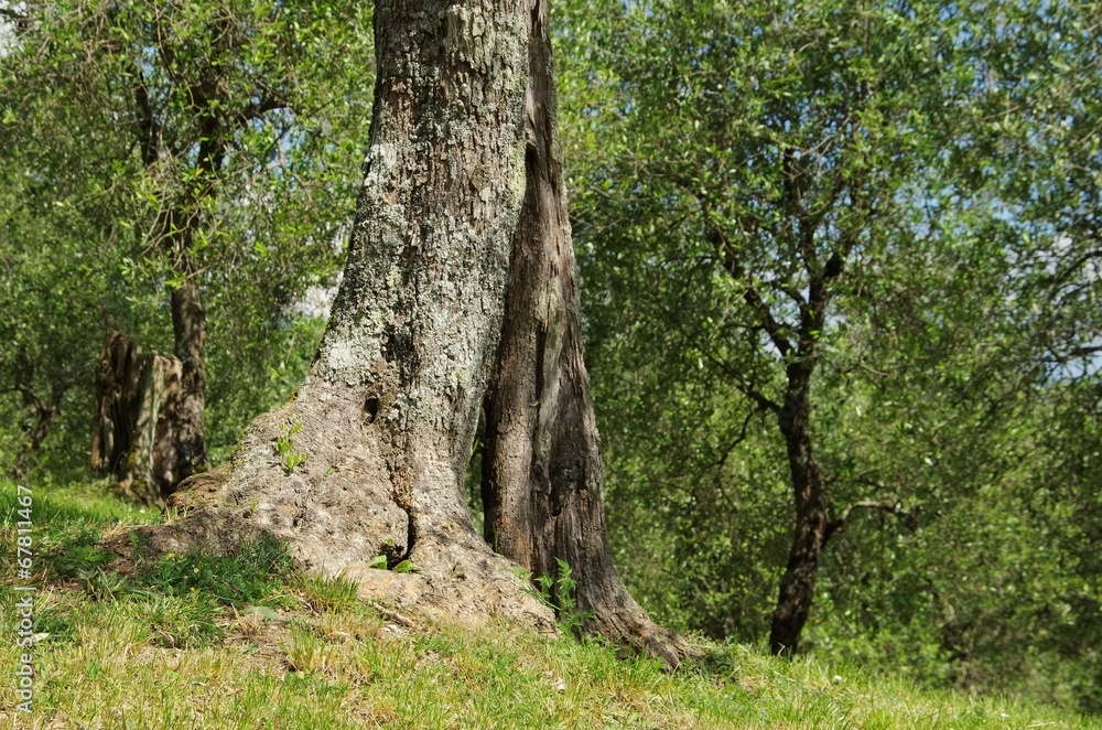 Olivenbaum Stamm - olive tree trunk 25 Olivenbaum Stamm - olive tree trunk 25