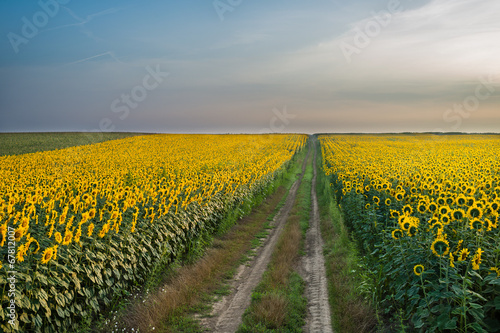 Fototapeta Naklejka Na Ścianę i Meble -  sunflowers field