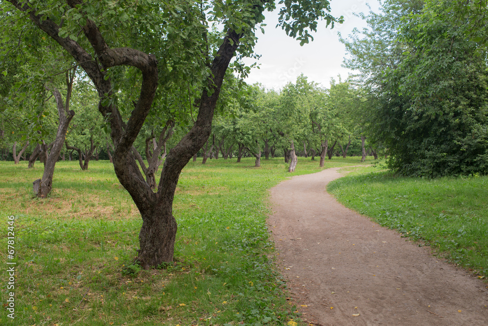footpath in the apple orchard