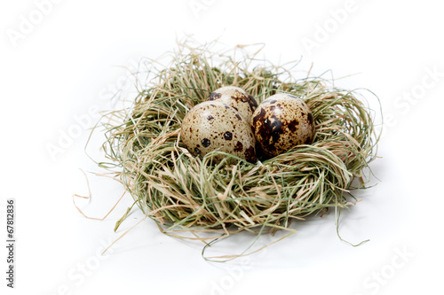 Quail eggs