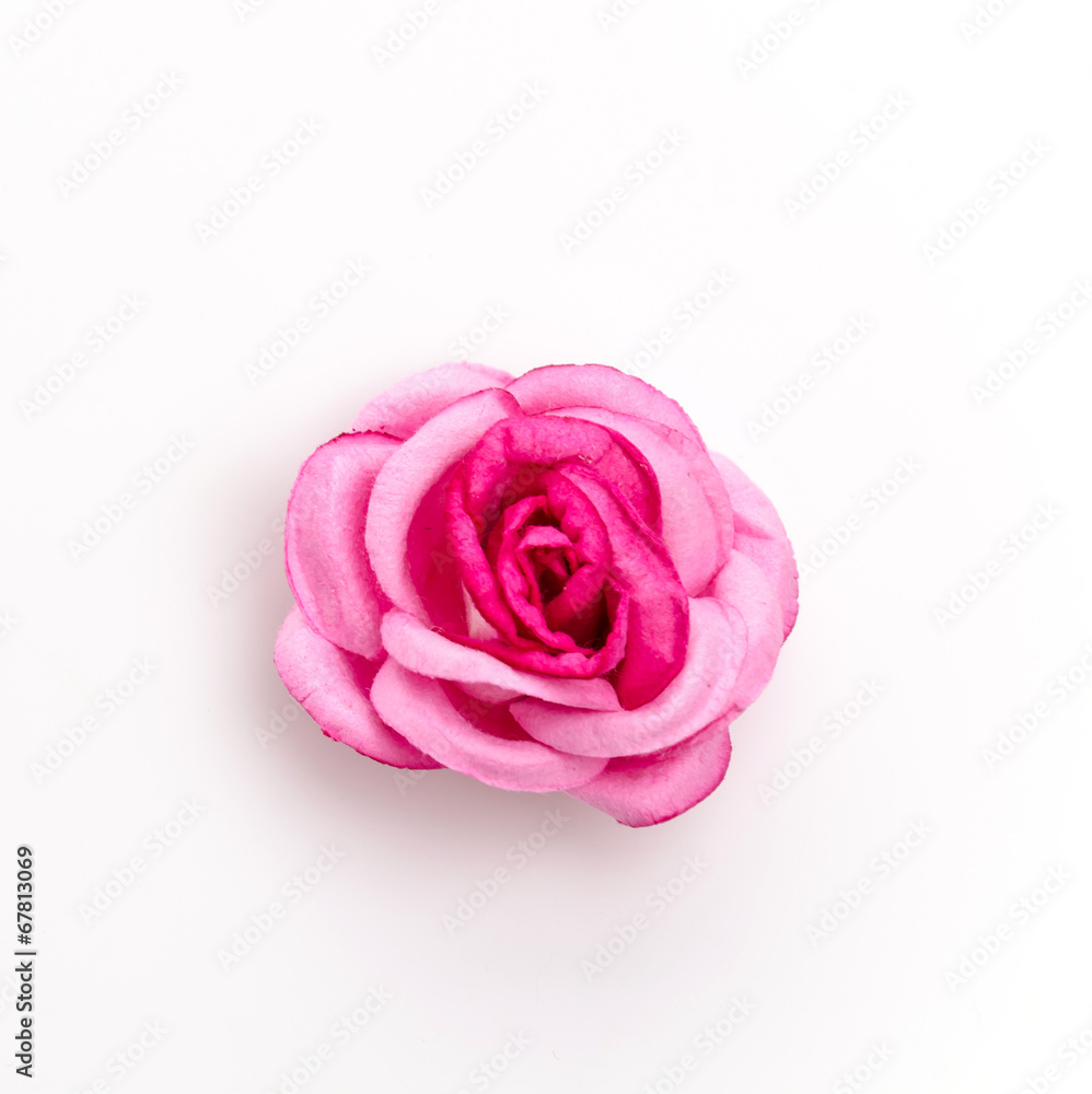 Pink rose isolated on white background Pink rose isolated on white background