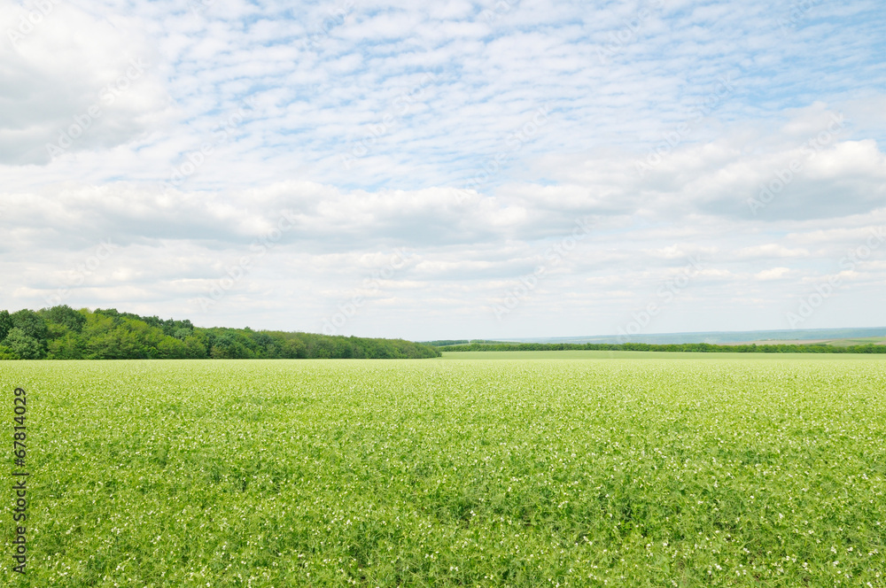 Fototapeta premium green field and blue sky with light clouds
