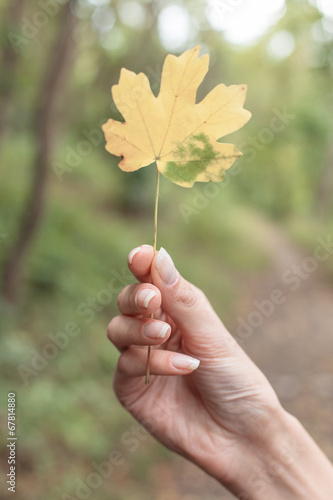 hand leaf