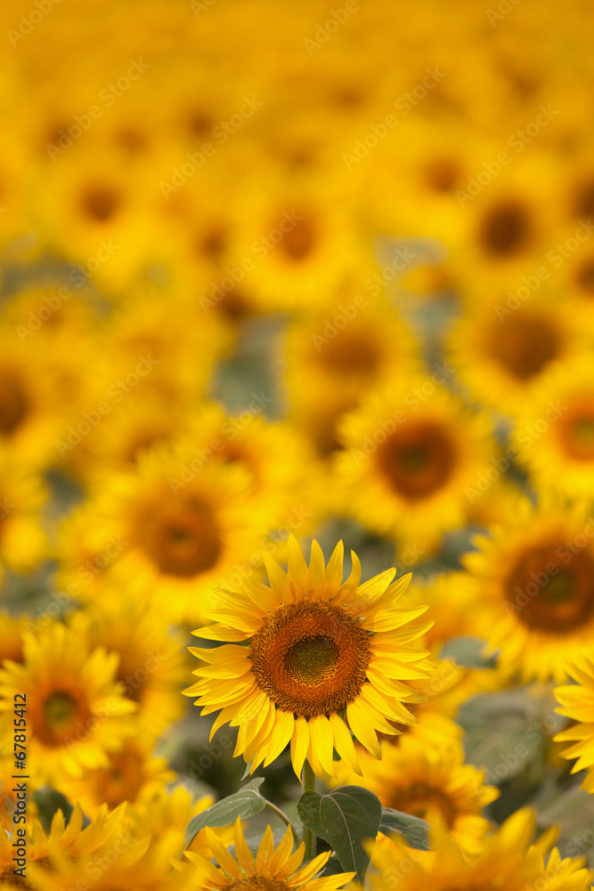 Fototapeta premium ヒマワリ畑