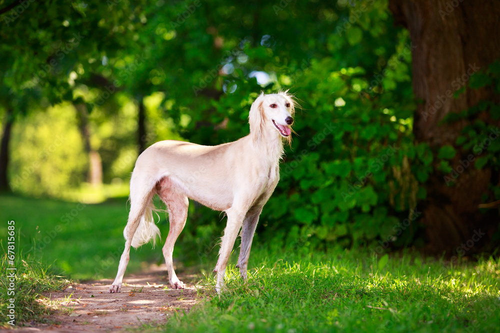 Persian Greyhound dog