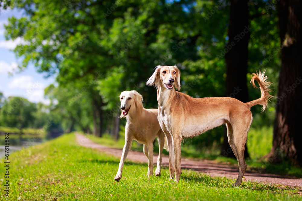 Persian Greyhound dog