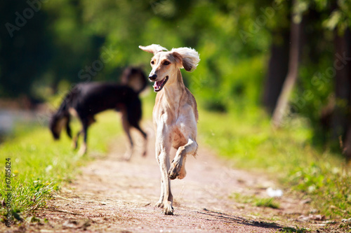 Leinwand Poster Persian Greyhound dog