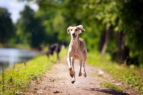 Fototapet Persian Greyhound dog