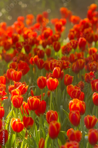 Group of red tulips