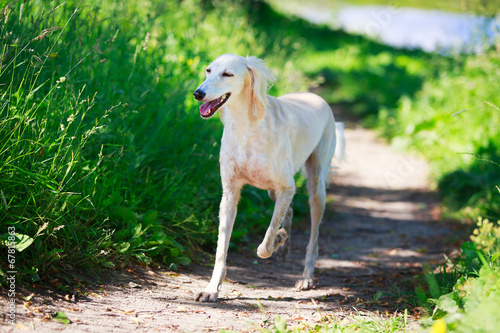 Persian Greyhound dog