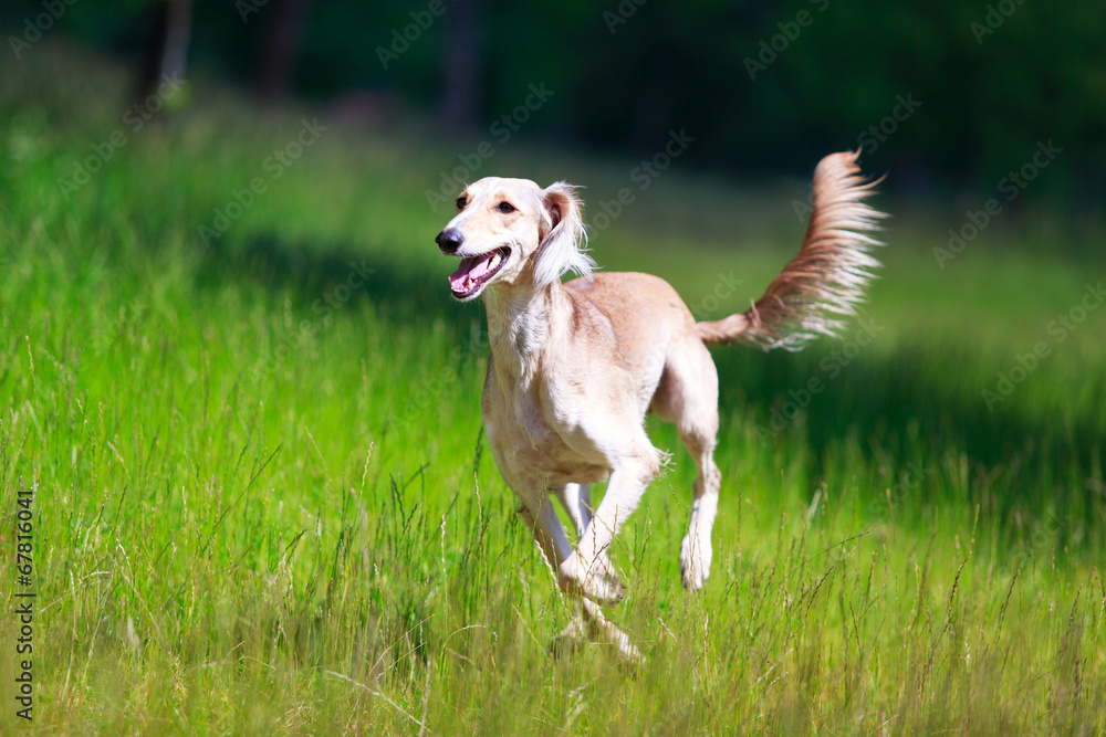 Persian Greyhound dog