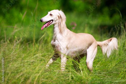 Persian Greyhound dog