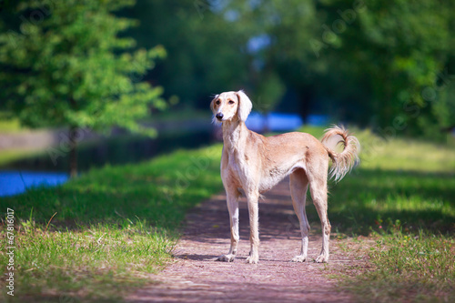 Persian Greyhound dog