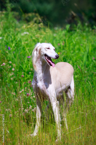 Persian Greyhound dog