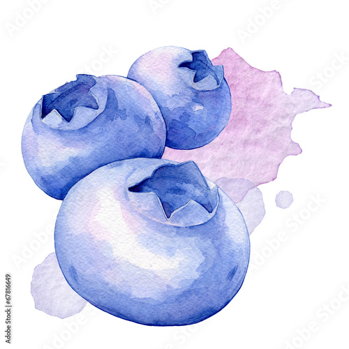 Blueberries. Watercolor illustration