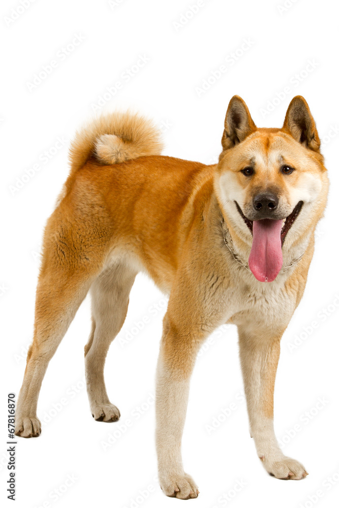 Akita Inu