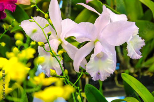 Fototapeta Naklejka Na Ścianę i Meble -  White orchid