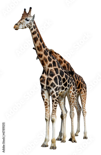 loving giraffes isolated on white background