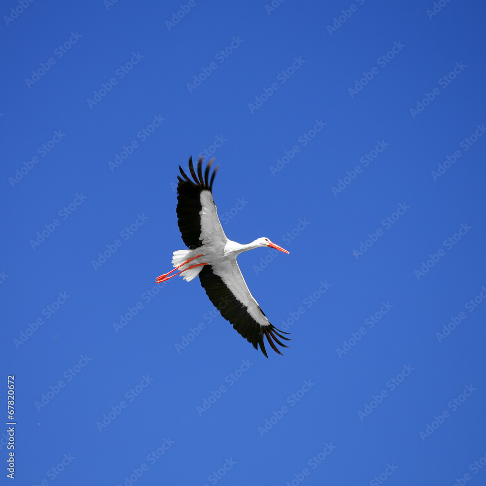 Stork Stork