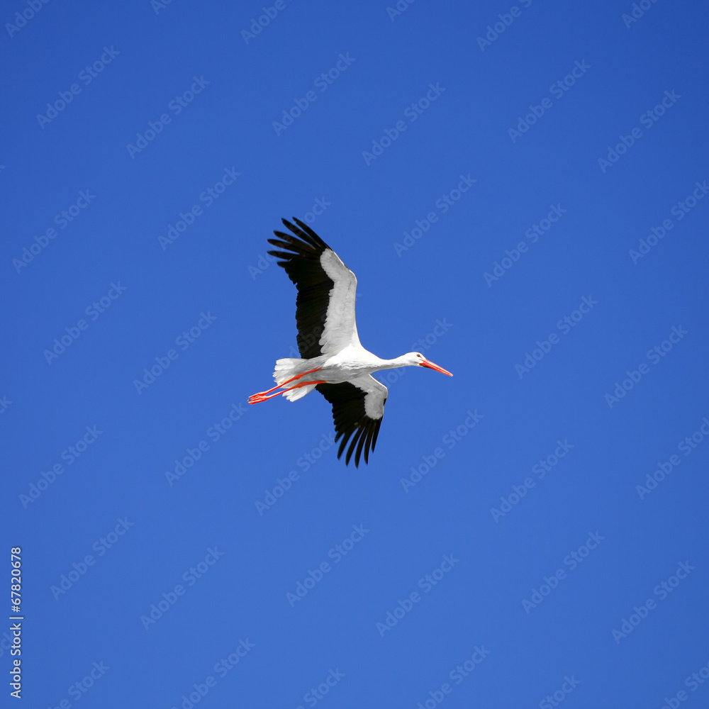 Fototapeta premium Stork