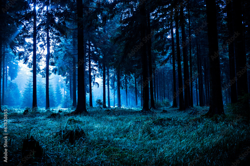 Naklejka premium night forest
